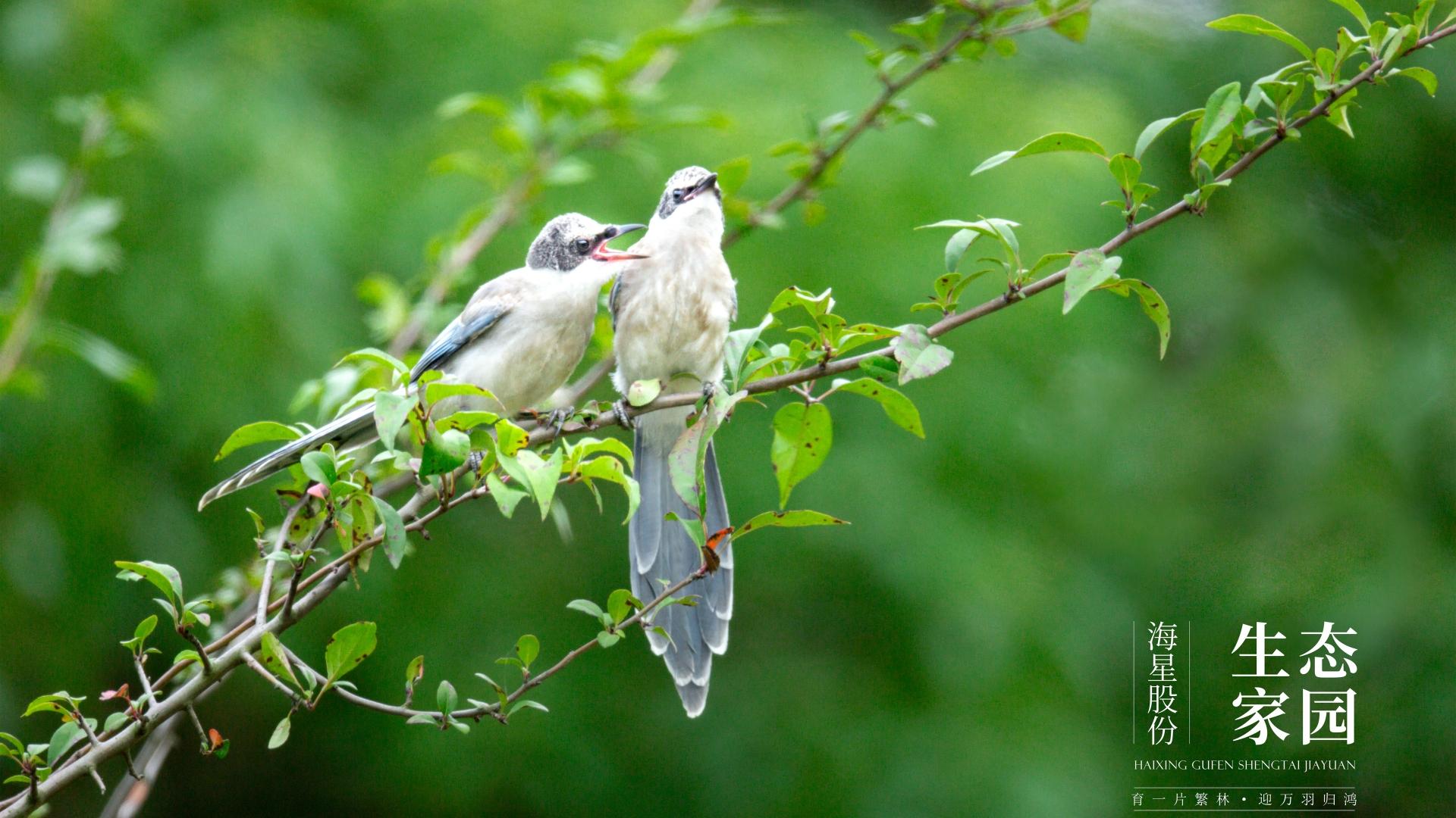 beats第30期摄影展 | 生态家园鸟类图鉴